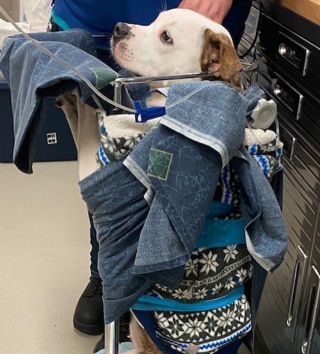 Illustration de l'article : Les b&eacute;n&eacute;voles d&rsquo;un refuge se battent pour donner une suite au combat d&rsquo;Azula, une chienne handicap&eacute;e par une maladie de l&rsquo;&oelig;sophage