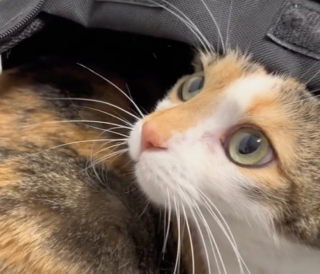 Illustration de l'article : Retour à la case départ pour PJ, une jeune chatte anxieuse pensant avoir trouvé sa famille pour la vie (vidéo)