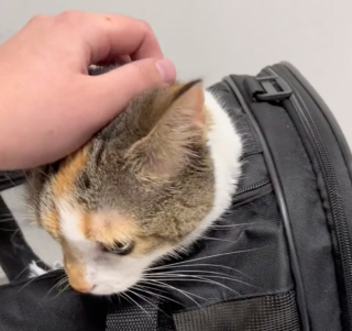 Illustration de l'article : Retour à la case départ pour PJ, une jeune chatte anxieuse pensant avoir trouvé sa famille pour la vie (vidéo)