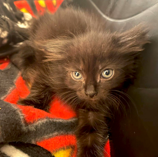 Illustration de l'article : La transformation de Brooke, une jeune chatte noire errante défiant les stéréotypes