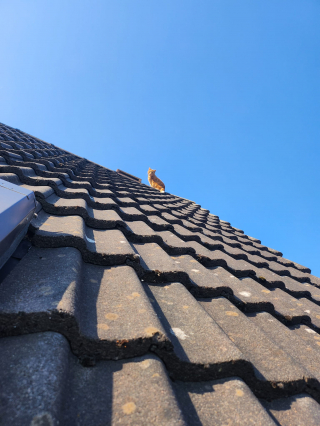 Illustration de l'article : 2 agents d&rsquo;entretien r&eacute;pondent &agrave; l&rsquo;appel &agrave; l&rsquo;aide d&rsquo;une femme dont le chat s&rsquo;est &eacute;chapp&eacute; sur le toit