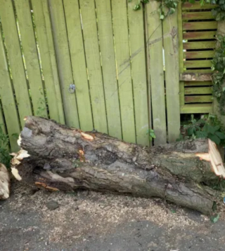 Illustration de l'article : Un Yorkshire de 10 ans aide son propriétaire coincé sous un arbre à se dégager