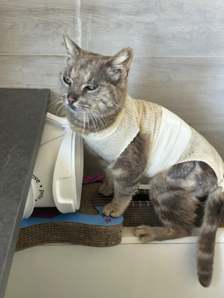 Illustration de l'article : Abandonnée et souffrante, cette chatte a pu retrouver goût à la vie grâce au soutien d’une association et de sa communauté
