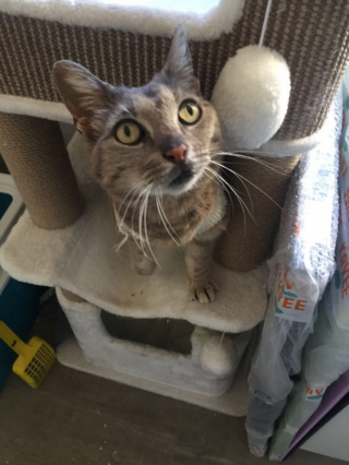 Illustration de l'article : Abandonnée et souffrante, cette chatte a pu retrouver goût à la vie grâce au soutien d’une association et de sa communauté