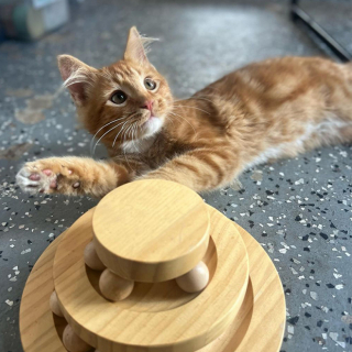 Illustration de l'article : Retrouvé dans la rue alors qu’il n’était âgé que de quelques mois, ce chaton bat tous les records en étant adopté en un jour