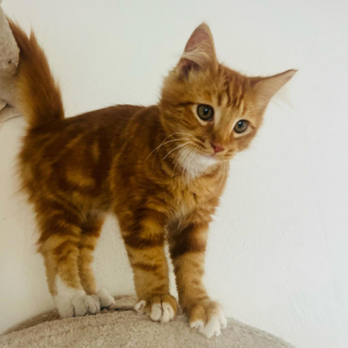 Illustration de l'article : Retrouvé dans la rue alors qu’il n’était âgé que de quelques mois, ce chaton bat tous les records en étant adopté en un jour