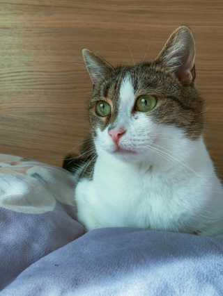 Illustration de l'article : En secourant un chat errant, un couple lui permet de retrouver sa famille qui &eacute;tait &agrave; sa recherche depuis 9 ans