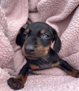 Illustration de l'article : Un Teckel de quelques semaines lâchement abandonné dans un sac de transport au milieu de la rue