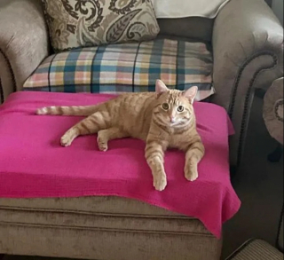 Illustration de l'article : En laissant de côté sa méfiance, ce chat errant lie une amitié émouvante avec sa famille d’accueil