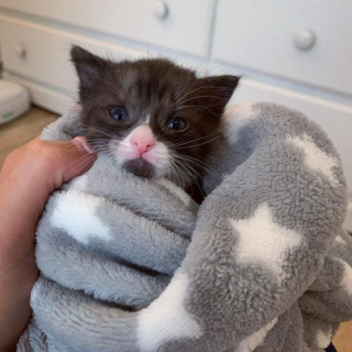 Illustration de l'article : Retrouvé alors qu’il était un nouveau-né, ce chat au départ fragile a fait preuve d’une combativité impressionnante pour grandir (vidéo)