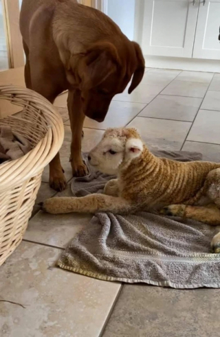 Illustration de l'article : Une chienne impliquée veille sur un agneau délaissé par sa mère dès sa naissance