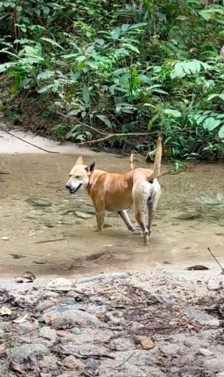 Illustration de l'article : Pali, un chien errant, devient le guide inattendu d’un groupe de randonneurs et gagne le cœur des internautes (vidéo)