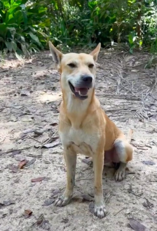 Illustration de l'article : Pali, un chien errant, devient le guide inattendu d’un groupe de randonneurs et gagne le cœur des internautes (vidéo)