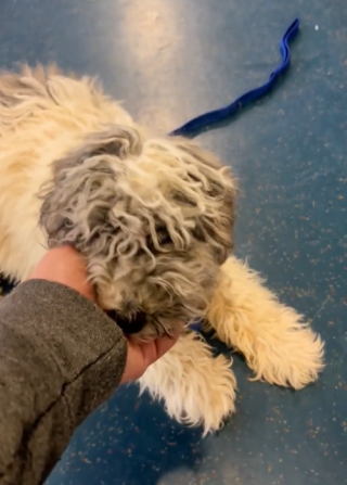 Illustration de l'article : Un chien jugé trop âgé par son éleveur se retrouve abandonné dans un refuge