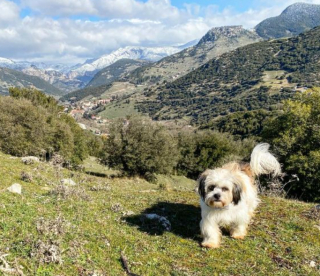 Illustration de l'article : Sortie de nulle part, une chienne court après la voiture d’un couple pour demander de l’aide