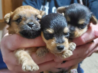 Illustration de l'article : Recueillis ensemble, ces 3 chiots aux apparences semblables ont montré leurs étonnantes différences en grandissant