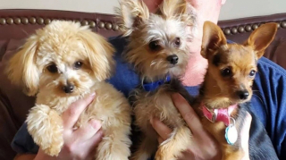 Illustration de l'article : Recueillis ensemble, ces 3 chiots aux apparences semblables ont montré leurs étonnantes différences en grandissant