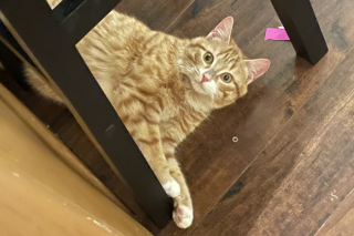 Illustration de l'article : Plusieurs ouvriers d’un chantier se mobilisent pour venir au secours d’un chat prisonnier d’une benne à ordures