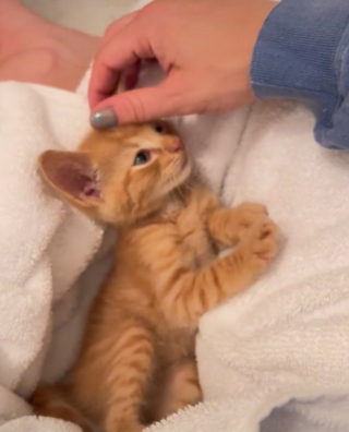 Illustration de l'article :  Une jeune femme revient sur sa rencontre bouleversante avec un chaton errant