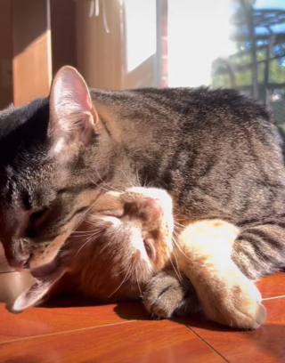 Illustration de l'article :  Une jeune femme revient sur sa rencontre bouleversante avec un chaton errant