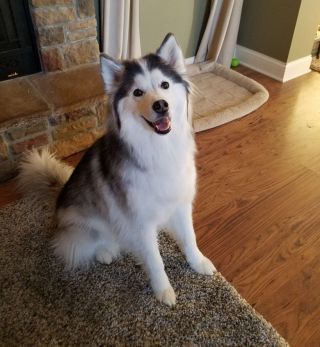 Illustration de l'article : Le récit inspirant de Mikita, une chienne atteinte de la gale dont on ne pouvait même pas deviner la race