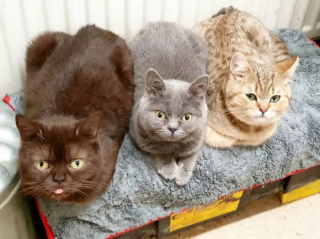 Illustration de l'article : En proie à un manque financier et à la maladie, cette femme se sacrifie quotidiennement pour ses 6 chats 