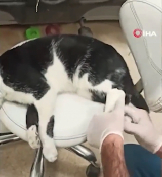 Illustration de l'article : À l’accueil d’un hôpital, un chat blessé sollicite avec détermination l’aide du personnel médical (vidéo)