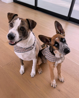 Illustration de l'article : Cet acteur bien connu des cinéphiles partage avec sa communauté le récit touchant de l’adoption de sa chienne (vidéo)