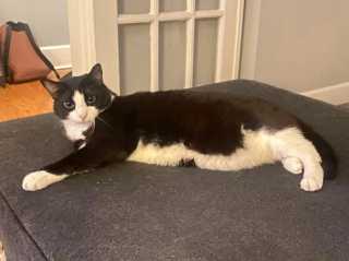 Illustration de l'article : Placée en centre d’adoption, cette chatte se confond en sourires et en expressions attendrissantes pour séduire les visiteurs