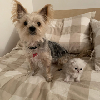 Illustration de l'article : Victime d&rsquo;un accident domestique, ce chaton a &eacute;t&eacute; pris en charge par une v&eacute;t&eacute;rinaire compatissante engag&eacute;e dans sa r&eacute;mission (vid&eacute;o)