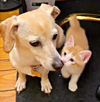 Illustration de l'article : Arrivée dans sa famille d’accueil alors qu’elle était gestante, cette chatte n’accorde pleinement sa confiance qu’à la chienne du foyer