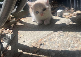 Illustration de l'article : À cause d’une malformation à la bouche, ce chaton errant a dû se battre courageusement pour se nourrir et grandir (vidéo)