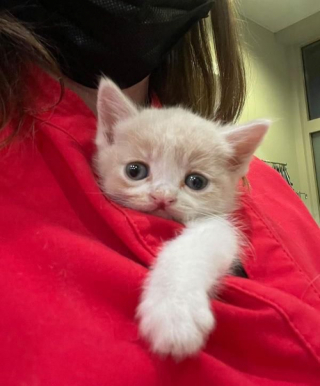 Illustration de l'article : À cause d’une malformation à la bouche, ce chaton errant a dû se battre courageusement pour se nourrir et grandir (vidéo)