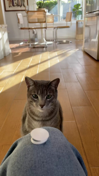 Illustration de l'article : Ce chat prend soin d'une collection bien insolite et fait rire sa maîtresse au quotidien