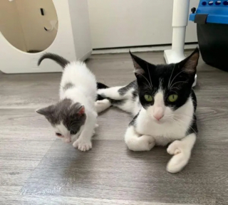 Illustration de l'article : Né avec une malformation, ce chaton volontaire a apprivoisé son handicap avec l’aide d’une association motivée (vidéo)