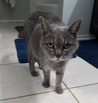 Illustration de l'article : En enfilant son collier, cette chatte sénior errante réalise qu’elle ne sera plus jamais seule