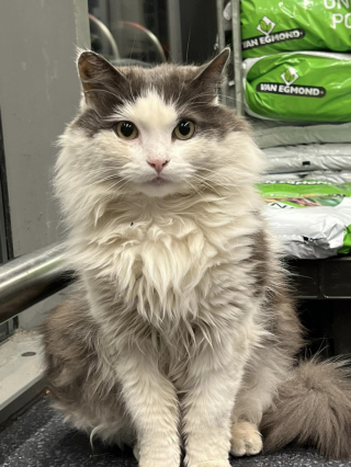 Illustration de l'article : Mascotte d’un centre commercial, ce chat a disparu du jour au lendemain laissant les commerçants et les clients avec une grande inquiétude