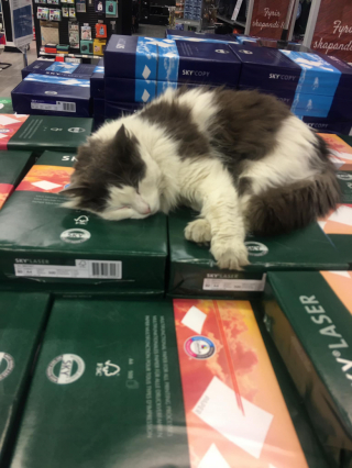 Illustration de l'article : Mascotte d’un centre commercial, ce chat a disparu du jour au lendemain laissant les commerçants et les clients avec une grande inquiétude