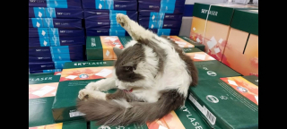 Illustration de l'article : Mascotte d’un centre commercial, ce chat a disparu du jour au lendemain laissant les commerçants et les clients avec une grande inquiétude