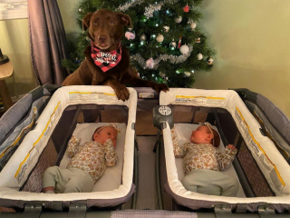 Illustration de l'article : À l’arrivée des jumelles de la famille, une chienne découvre avec motivation son rôle de grande sœur (vidéo)