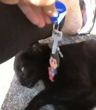 Illustration de l'article : Une chatte curieuse vient à la rencontre d’une femme et son fils ayant perdu leurs clés et montre de quoi elle est capable (vidéo)