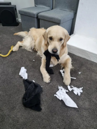 Illustration de l'article : Buddy le Golden Retriever destructeur trouve la paix grâce à un nouvel ami