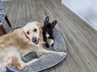 Illustration de l'article : Buddy le Golden Retriever destructeur trouve la paix grâce à un nouvel ami