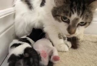 Illustration de l'article : Une chatte errante peureuse et en mauvaise santé a réservé une belle surprise à la bénévole qui lui a ouvert sa porte