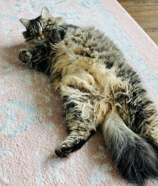 Illustration de l'article : Un chat et sa propriétaire se servent de leur imagination pour concevoir un jeu ludique (vidéo)