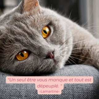 Illustration de l'article : Les clés pour se préparer et traverser l'épreuve du deuil animalier