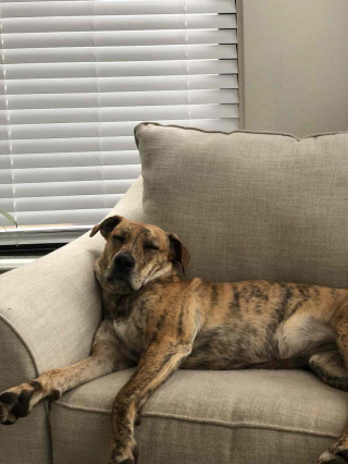 Illustration de l'article : Introuvable durant plusieurs heures, une chienne réapparait mystérieusement durant la nuit en sonnant à la porte de ses propriétaires