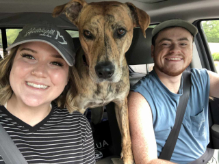 Illustration de l'article : Introuvable durant plusieurs heures, une chienne réapparait mystérieusement durant la nuit en sonnant à la porte de ses propriétaires