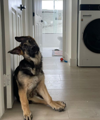 Illustration de l'article : Le combat acharn&eacute; d&rsquo;un chien paralys&eacute; franchissant les &eacute;tapes pour devenir un adulte bien dans ses pattes