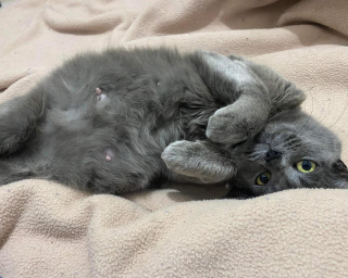 Illustration de l'article : Abandonn&eacute;e par ses ma&icirc;tres, cette chatte r&eacute;serve une belle surprise &agrave; ses sauveteurs